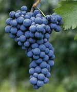 Druivenrassen: Dolcetto
