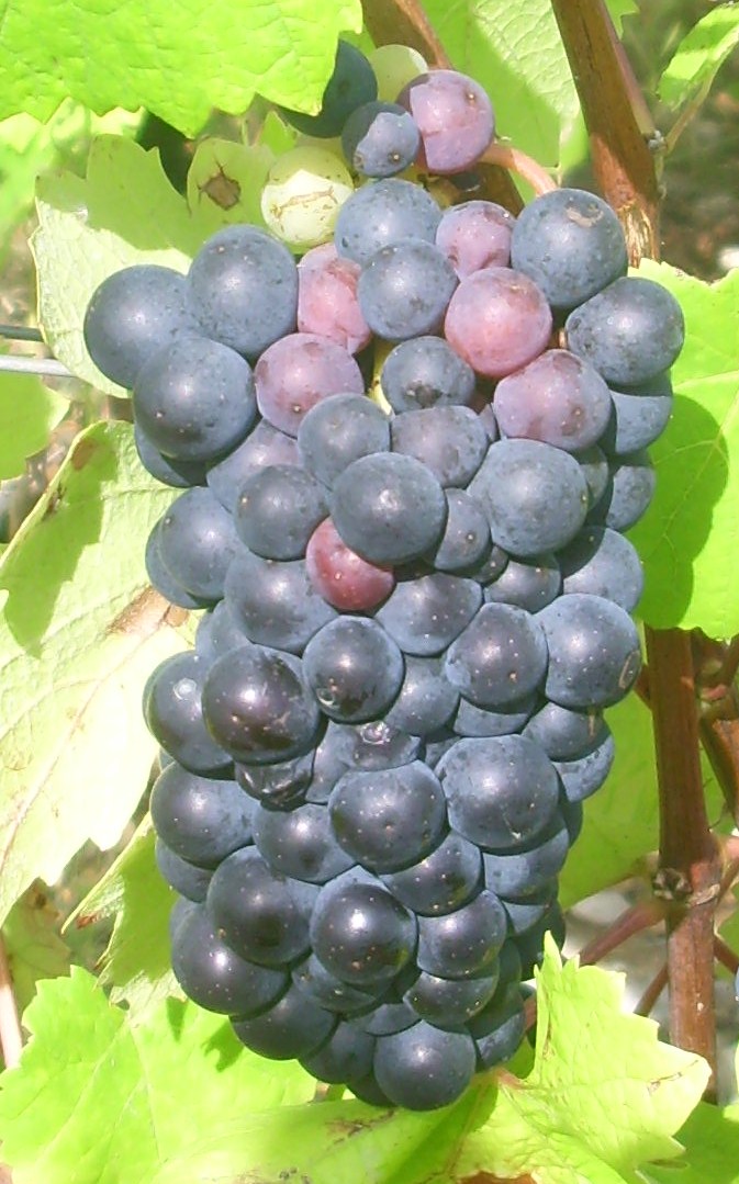 Druivenras Pinot Noir/Spätburgunder