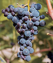 Druivenras Garganega