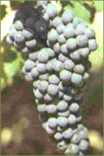 Druivenras Barbera