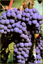 Druivenrassen: Dolcetto