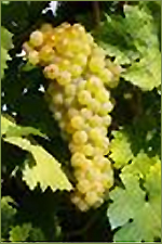 Druivenras Garganega