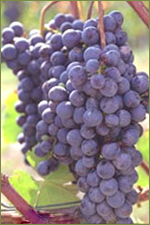 Druivenrassen: Nebbiolo