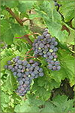 Druivenras Garganega