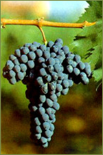 Druivenras Sangiovese