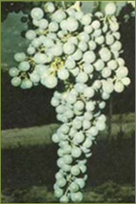 Druivenras Trebbiano (toscano)