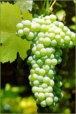 Druivenras Verdicchio (bianco)